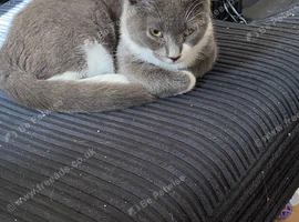 Kitten for sale