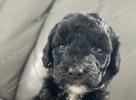 4 beautiful cockapoo puppies 1 girls 2 boys