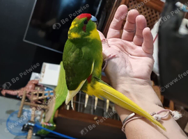 Male kakarikis