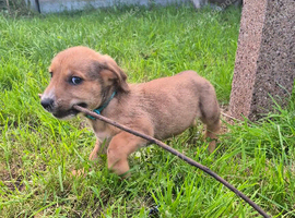 Lovely Mixed Breed puppy Pip
