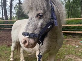 Beautiful spotted gelding