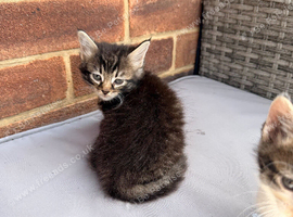 Kittens