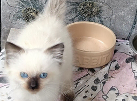 Male ragdoll ready now