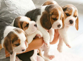 Selling puppies