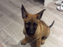 German shepherd mix Mallinois