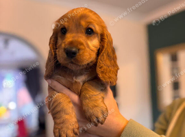 Show/worker cocker spaniel puppies
