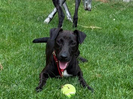 Patterdale terrier