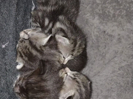 Female kitten