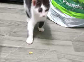 Two 12 week old kittens