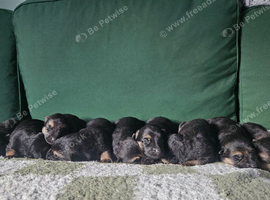 German shepherd puppies