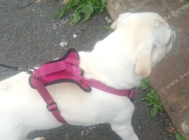 Female pug