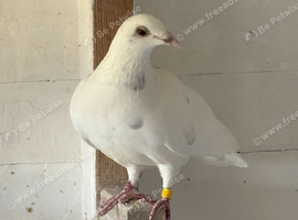 White Racing Pigeons