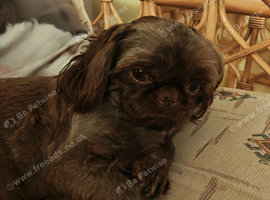 Pet sitting and cat sitting and day care