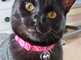 2 year old bombay cat