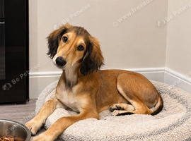 Male saluki puppies