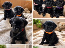 Rare mixed breed kc reg red fox lab and pekingese, puppies have been wormed to date.