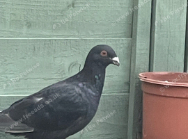 Pigeons for sale
