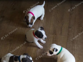 Lovely jack Russel puppies