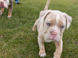 Old English bulldog