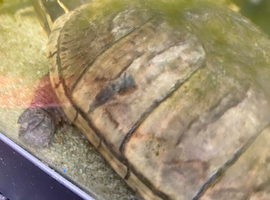 Musk turtle