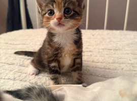 kittens