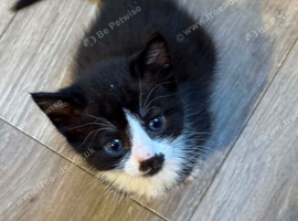 Kittens for Sale