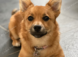 Looking for a fox face German spitz for stud