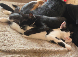 Loving kittens ready now