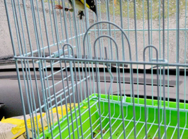 Goldfinch cock