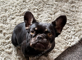 Frenchie girl