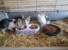 Beautiful little girls