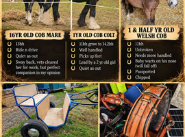 2 cobs one Welsh pony