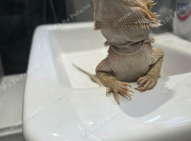Boy Bearded dragon