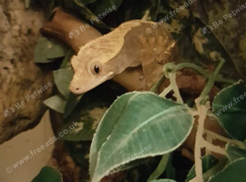 Female crested gecko with enclosure and stand