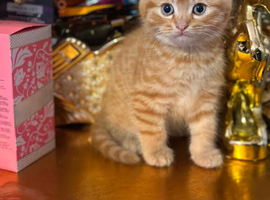 Adorable kittens x with BSH