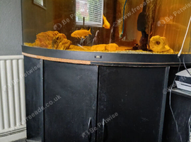 Juwel corner fish tank