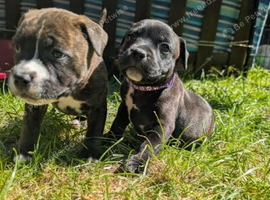 Stunning Brindle & White Staffy Pups