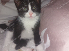 2 kittens for sale