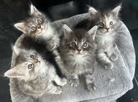 Maine Coon Kittens due to time wasters