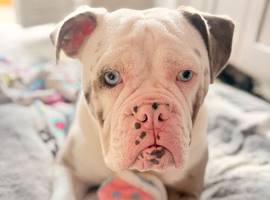 Old Tyme English bulldog