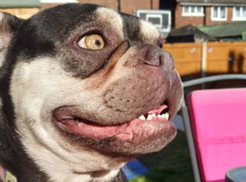 Frenchie