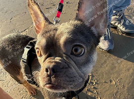Luna - Frenchie