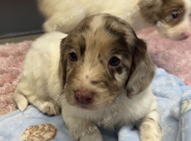 Cockapoo puppies