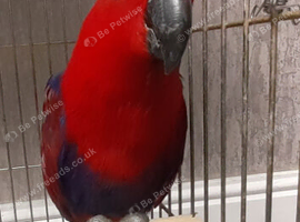 Female ecletus parrot