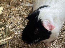 2 year old boy piggy