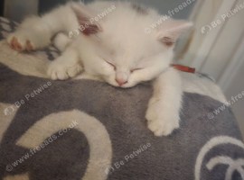 Kitten