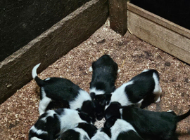 Border collies