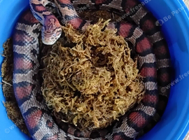 Extreme Okeetee Corn Snake