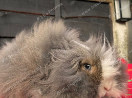 Beautiful teddywidder girl
