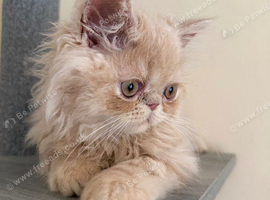 READY NOW! GCCF registered Persian kittens